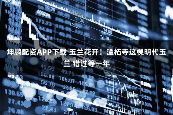 坤鹏配资APP下载 玉兰花开！潭柘寺这棵明代玉兰 错过等一年